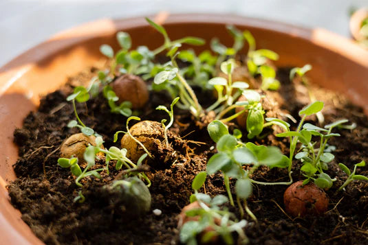 Coffret cadeau 9 bombes de fleurs colorées et son sac - Blossombs